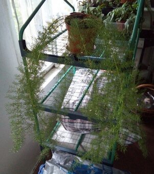 Asparagus - 2