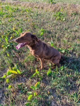 Daruji fenku Chesapeake Bay Retriever - 2