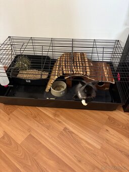 Zakrslý králík - 2