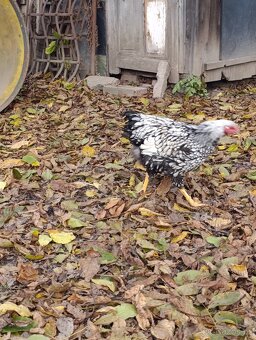 Kohouti Wyandotky - 2