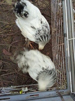 Brahmánka zdrobnělá - 2