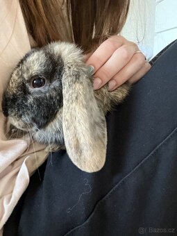 Daruju králíčka - 2