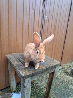 Burgundský králík - samec - 2