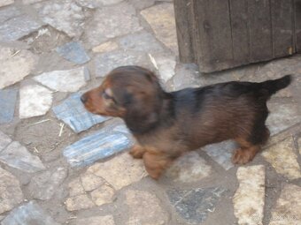 jezevčík dlouhosrstý trpasličí - 2