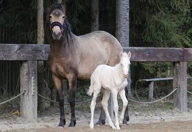Mare with cremello foal - 2
