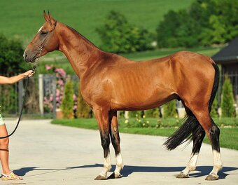 Připouštění plnokrevný Achal-teke - 2