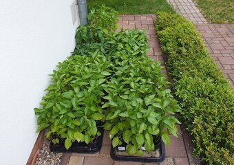 SADBA RAJČATA, PAPRKY, FEFERONKY, DÝNĚ, MELOUNY, OKURKY - 2