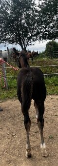 Prodám qh klisnu nar. 05/2024 - 2