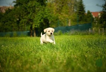 Štěňátka s PP Labradorský retriever - 2