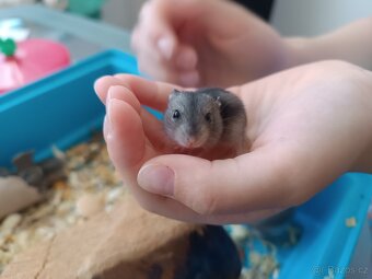 Křeček džungarský mláďata - 2