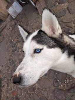 Sibiřský husky - 2