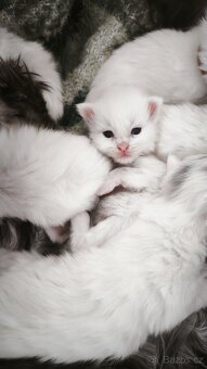 Kočky Maine coon Mainska myvalia mco - 2
