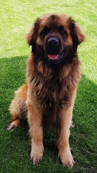 Leonberger - 2