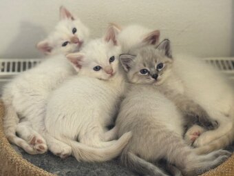 Ragdoll - 2