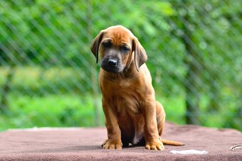 Štěně rhodéského ridgebacka s PP - 2