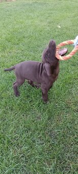 Německý krátkosrstý ohař s PP - 2