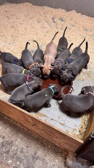 Americký stafordšírský teriér - 2