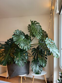 Krásná pokojová rostlina Monstera – 18 listů, výška 175 cm - 2