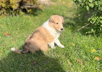 Štěně kolie hledá milující domov - 2