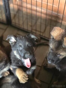 nemecký ovčak - 2