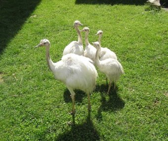 Nandu Pampovy KOUPIM - 2