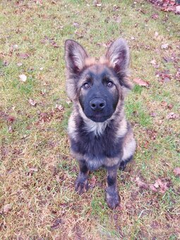 Dlouhosrstý německý ovčák s PP - 2