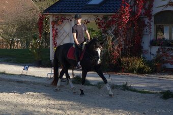 Vraná klisna po Florencio - 2