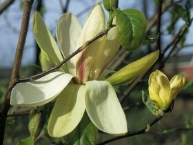Žlutá magnolie banana split 120cm - 2