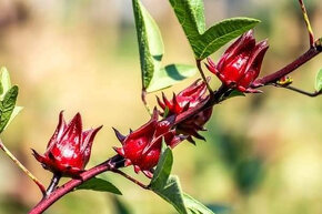 Čajový ibišek - ibišek sudánský (Hibiscus sabdariffa) - 2