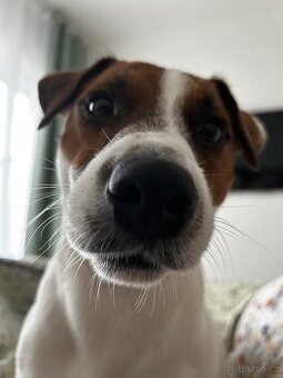 Jack Russel - 2