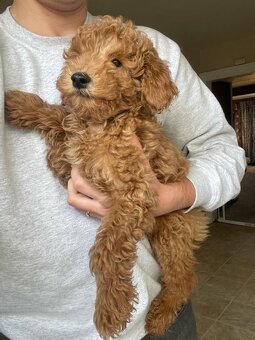 Labradoodle - 2