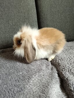 Zakrslý králík teddy gen beránek kluk hnědo bílý - 2