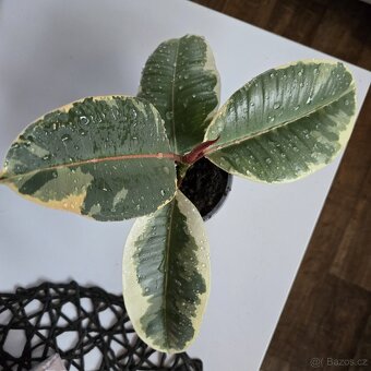 Ficus elastica Roxb. ex Hornem. - 2