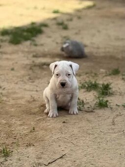 ARGENTÍNSKA DOGA ( Dogo Argentino ) - 2