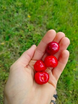 Třešně - 2