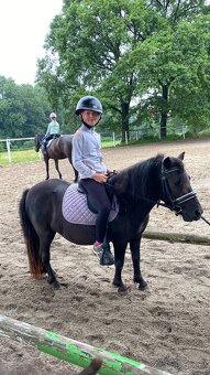 Shetlandsky pony 3 létá klisna s PP - 2