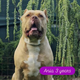 American bully - 2