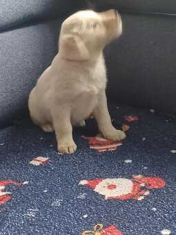 Labradorský retrívr - 2