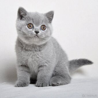 Briská modrá koťátka s PP - 2