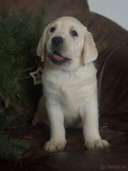 Labradorský retriever - 2