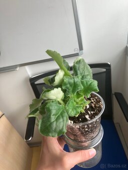 Africká fialka zeleno-růžová - 2