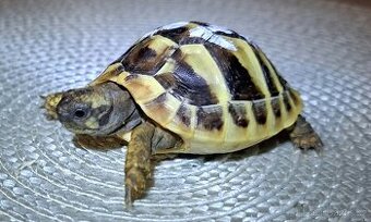 Mláďata želv zelenavých - 2