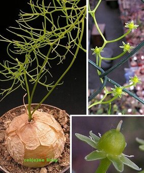 Bowiea volubilis - 2