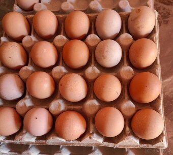 NV perlička kropenatá - 2