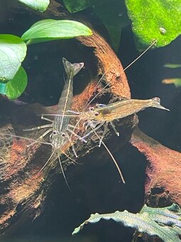 Caridina Japonica - 2