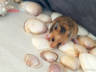 Křeček syrský/ zlatý mláďata kluci i holky - 2