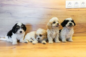 Maltipoo štěňátka - 2