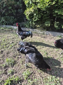 Kohout Australka - 2