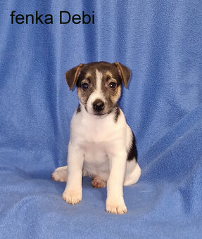 Jack russell terier - 2