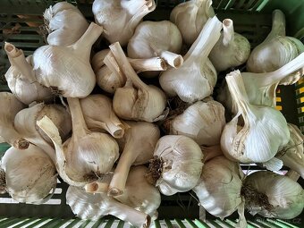 Český sloní / velký česnek - 2